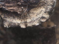 Tylorida ventralis