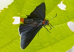 Pyrrhopygini