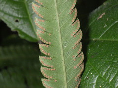 Amblovenatum terminans