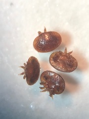 Varroa destructor