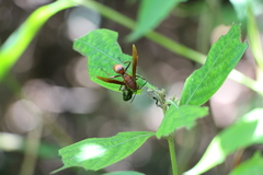 Polistes strigosus