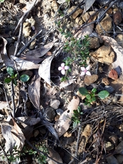 Boronia edwardsii