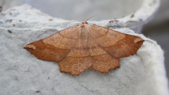 Euchlaena mollisaria