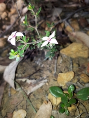 Boronia edwardsii