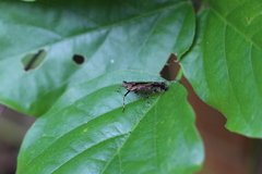 Orthopagus splendens