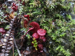 Dermocybe
