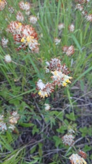 Anthyllis vulneraria polyphylla