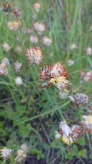 Anthyllis vulneraria polyphylla