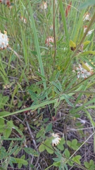 Anthyllis vulneraria polyphylla