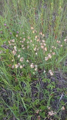 Anthyllis vulneraria polyphylla
