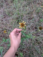 Tetragonotheca texana