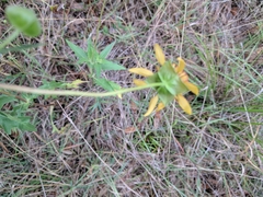 Tetragonotheca texana