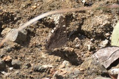 Charaxes guderiana guderiana