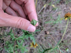 Tetragonotheca texana