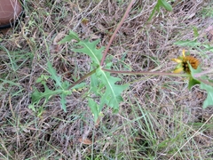 Tetragonotheca texana