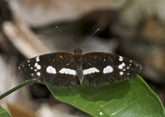 Castilia