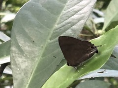 Rapala varuna formosana