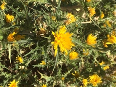 Scolymus