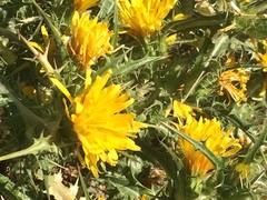 Scolymus
