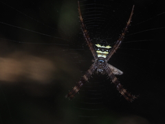 Argiope reinwardti