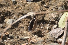 Charaxes guderiana guderiana