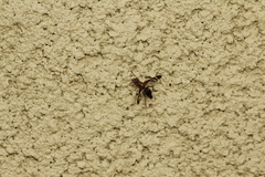 Tritoxa