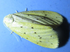 Stigmatophora flava