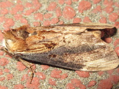 Hexafrenum leucodera