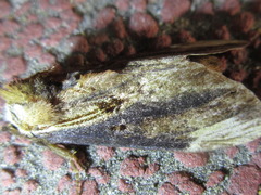 Hexafrenum leucodera