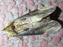 Hexafrenum leucodera