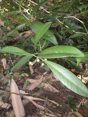 Ardisia humilis