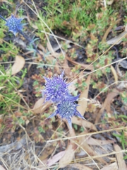 Eryngium dilatatum