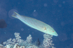 Hologymnosus doliatus