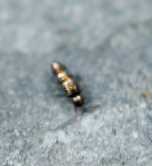 Lepidocyrtus fimicolus