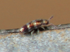 Lepidocyrtus fimicolus