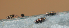 Lepidocyrtus fimicolus