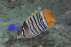 Chaetodon mertensii