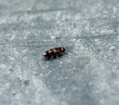 Lepidocyrtus fimicolus
