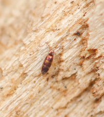 Lepidocyrtus fimicolus