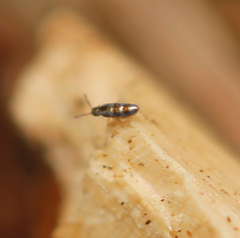 Lepidocyrtus fimicolus