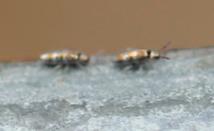 Lepidocyrtus fimicolus