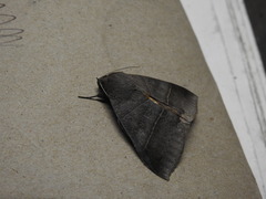 Ophiusa hituense