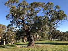 Eucalyptus viminalis cygnetensis