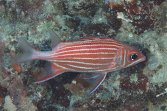 Sargocentron diadema