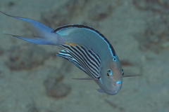 Watanabe's Angelfish photo 3