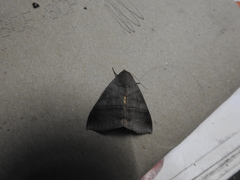 Ophiusa hituense