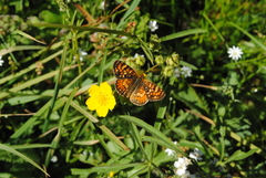 Phyciodes orseis