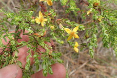 Hypericum microsepalum