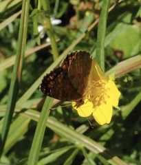 Phyciodes orseis