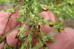Hypericum microsepalum
